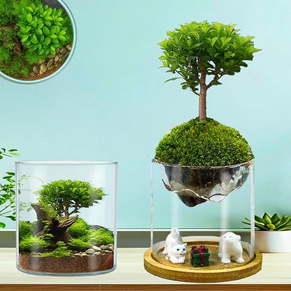 Versatile Plant Propagation Station Vase Hydroponic Planter Pot,Glass Plant Terrarium Kit,Fresh Indoor Herb Garden Kit| Christmas Birthday Gift for Gardener Women Mom Garden Lover | Home Office Decor