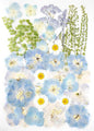 Real Dried Pressed Flowers Leaf Plant Herbarium for Crafts Resin Jewelry Making, Floral Cake Decorations-Fog Blue
