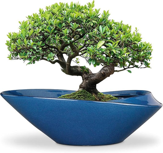 Bonsai Pot - 18 Inch Ceramic Planter for Indoor Outdoor Plants Bonsai Tree Pot Modern Large Succulent Planter Decorative Plant Pot with Drainage Hole Blue