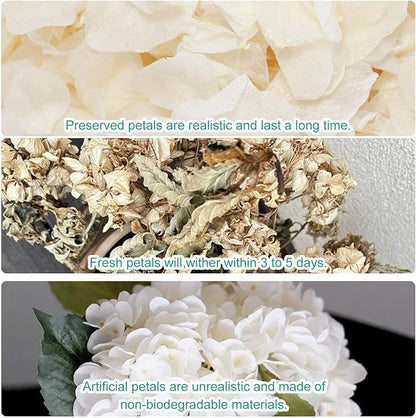 Dried Real Hydrangea Petals, Natural Preserved Dry Flower Petal for Wedding Party Dinner Table Decor, Romantic Night for Her, Engagement, Bridal Shower, Valentines Day, Confetti (1.1oz, Ivory White)