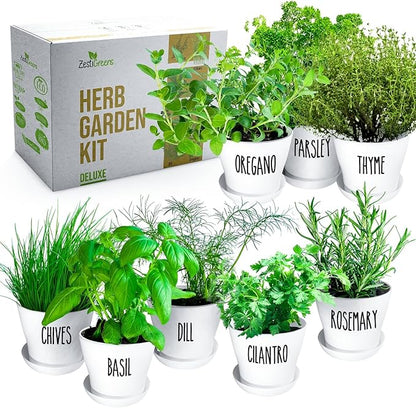 Deluxe Indoor & Outdoor Herb Garden Kit – 8 or The Most Popular Culinary Herbs with Pots & Soil for Windowsill or Patio Growing