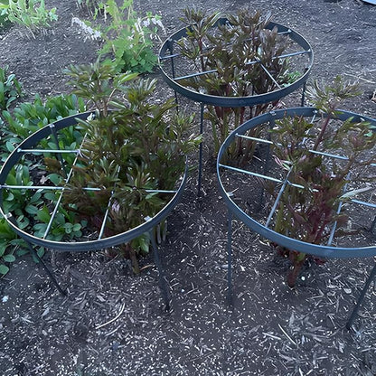 Large Peony Cages and Supports 18.9"x23.6" - Durable Round Garden Flower Rings | Tall Plant Support Stakes for Outdoor Peonies | Enhances Peony Planting Success with Secure Grounding