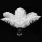 12pcs Natural White Ostrich Feathers 12-14inch (30-35cm) for Wedding Party Centerpieces，Flower Arrangement and Home Decoration.