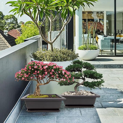 Bonsai Starter Kit, 5 Seeds Growing into Acacia, Wisteria, Sakura, Red Maple and Black Pine, Including Complete Gardening Tools with A Gift Box, Christmas Gifts for Men Women Beginners