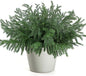 24 Pcs Christmas Norfolk Pine Branches, Artificial Pine Christmas Stems Real Touch Faux Greenery Pine Picks for Vase DIY Garland Wreath Home Indoor Outdoor Decoration