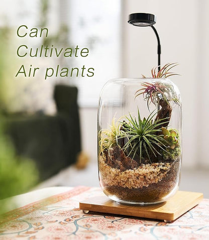 Terrarium Kit with Grow Light, Succulent Plants, Mini Gardening Set - Includes Jar, Tools, Moss, Rocks, Driftwood & Decor
