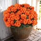 Hananona 12 Pcs Artificial Geranium Flowers for Outdoors Geranium Silk Orange Flower Outdoor UV Resistant Patio Plants Faux Autumn Flowers for Fall Home Kitchen Table Centerpieces (12, Orange)