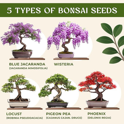 AVERGO Bonsai Tree Kit for Beginners – 5X Unique Japanese Bonzai Trees | Complete Indoor Starter Kit for Growing Plants with Bonsai Seeds, Tools & Planters – Gardening Gifts for Women & Men